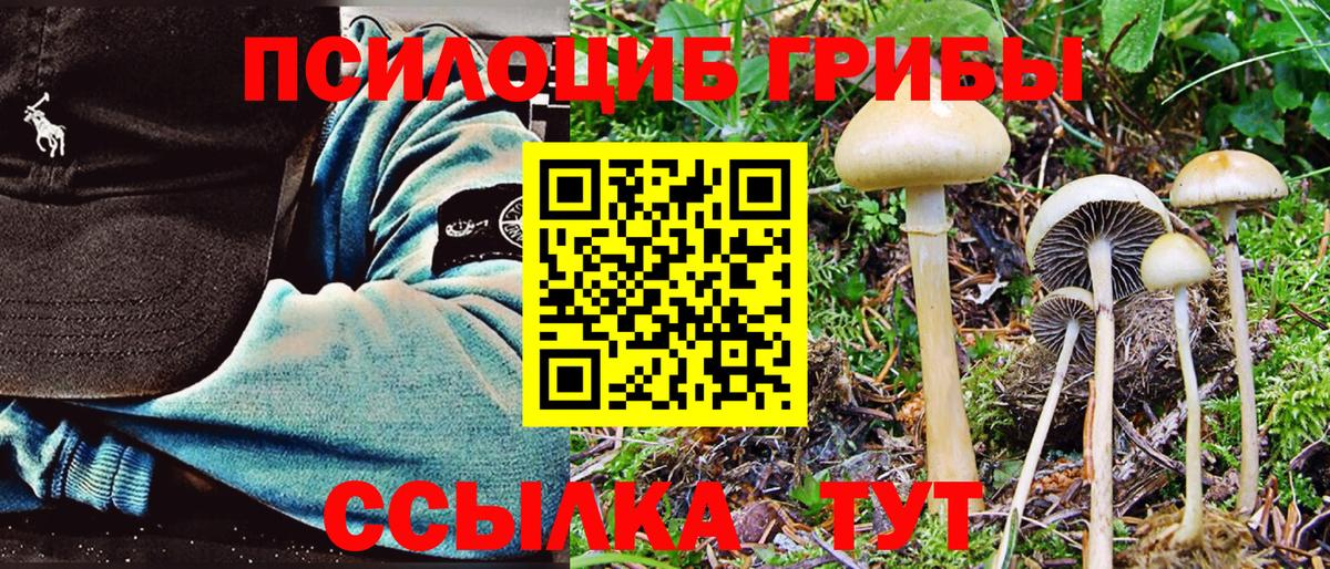 Галлюциногенные грибы Psilocybe Чернушка
